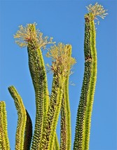 AWS Alluaudia Procera Madagascar Ocotillo Fouquieria Splenden Succulent Seed 5 S - £9.58 GBP