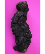 Giant Lizard Poop 5 Million Years Old Coprolite Genuine Fossil Dino Girl... - $29.99