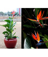 50 Seeds Strelitzia reginae seeds  - £23.12 GBP