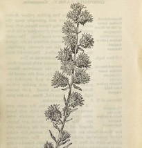1905 Blazing Star Wild Flower Print Pen &amp; Ink Lithograph Antique 6.75 x 3.75&quot; - £13.93 GBP