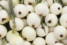 VP Onion White Spanish Seeds 250+ Sweet Mild Vegetable Garden Non-Gmo  - $2.46