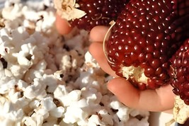 20 Seeds Strawberry Red Popcorn - £8.58 GBP