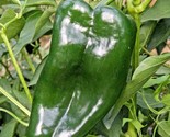 100 Seeds Poblano Ancho Hot Pepper Seeds Organic Summer Vegetable Garden... - $8.99