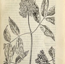 1905 Red Berried Elder Wild Flower Print Pen &amp; Ink Lithograph Antique  - £13.08 GBP