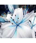 Blue Heart Lily Plant Seeds Heirloom Lilium Lily Flower Fragrant Perenni... - £10.20 GBP