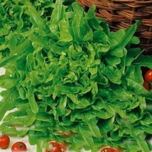 Susan Green Oakleaf Lettuce 500 seeds - £6.39 GBP