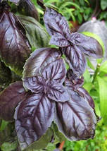 Ocimun Basilicum Perillaseed Herb Salad Vegetables, 100 Seeds - £9.64 GBP