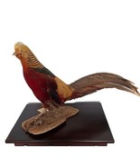 MOUNTED RING NECK PHEASANT Taxidermy Standing Mount Stuffed Jeff Cooper ... - $197.99