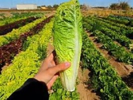 500 Seeds Romaine Paris Island Cos Lettuce Non-gmo Heirloom - £7.12 GBP