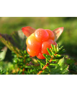 Cloudberry - Rubus Chamaemorus - 5+ seeds - G 004 - £4.78 GBP