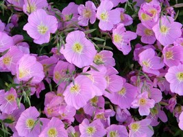 200 Seeds Evening Primrose Seeds Pink Fresh From US - £8.39 GBP