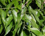 Sugarberry Tree {Celtis laevigata} 1st year Fruit bearing! Edible 10 seeds - $5.59
