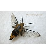 Real Cephonodes Hylas Coffee Clearwing Bee Hawkmoth Framed Entomology Sh... - $1,457.86 MXN