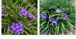 Dwarf Mexican Petunia Ruellia Plant PURPLE KATY Baby Kate Perennial Ground Cover - £25.40 GBP