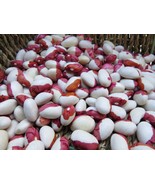 Bulgarian Bush Bean - hardy and productive, fine flavor - $7.90 CAD
