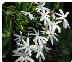 Indian Jui Jasmine Jasminum Molle Small Rooted Starter Plant Very Fragrant USA S - $35.98