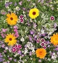 Fragrant Flowers Blend - Seeds - Organic - Non Gmo - Heirloom Seeds FRESH - £6.57 GBP