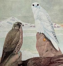 Gyrfalcons Three Types Birds Print Fuertes 1917 Color Plate Art DWX7B - $15.00