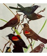 Blackbirds And Bobolink Birds Print Fuertes 1917 Color Plate Art DWX7A - $548.28 MXN