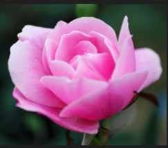  PINK ROSE Bush Shrub Perennial Flower 5  Seeds  - £8.78 GBP