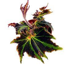 Item image 3