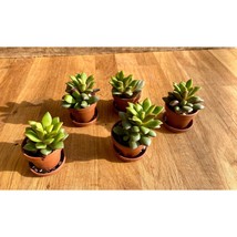 Succulent Rainbow Sand Rose Green and Pink 1&quot; Pot Live Plant - £4.76 GBP