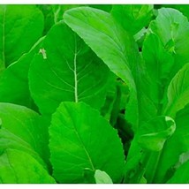 New Fresh Seeds Tendergreen Komatsuna Mustard Seeds - $11.24