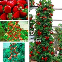 400Pcs Climbing Strawberry Plant Seeds Gardening USA Seller - $14.22