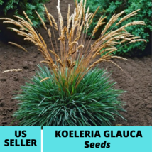 50Pcs Blue Hair Grass Seeds Koeleria glauca Seed Ornamental Grass - $18.75