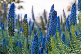 TISSEEDS 50 Blue Pride Of Madeira Echium Candicans Fastuosum Nectar Flower Seeds - £7.11 GBP