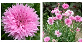 400+ Pink Cornflower Seeds Tall Pink Bachelor Button Wildflower Free Shipping - £13.31 GBP