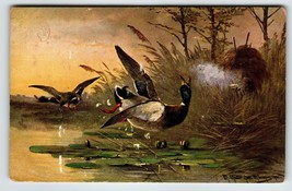 Hunting Season Postcard Signed Muller Rustic Wildlife Ducks HKM 350 Germany - £8.73 GBP