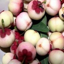 White Mangosteen (Garcinia Mangostana) Exotic tropical fruit tree Seedlings - £67.23 GBP