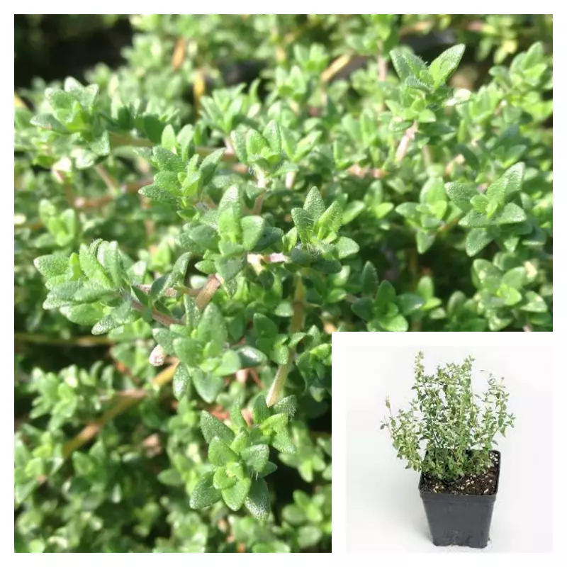 Thyme Lavender Thyme 4Inches Pot Plant Thymus Vulgaris Common Thyme Live Plant - £10.68 GBP