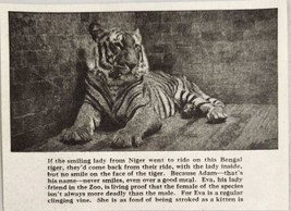 1920 Magazine Photos Huge Bengal Tiger Named Adam Bronx Zoo New York,NY - £8.76 GBP