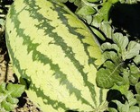 100 Seeds Jubilee Watermelon Seeds Non Gmo Fresh Harvest Fast Shipping - $8.99