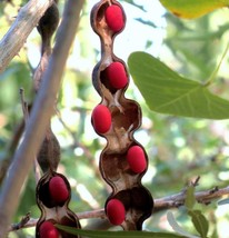 Mescal bean,Texas-Mountain-Laurel exotic Sophora secundiflora rare seed 15 seeds - £7.98 GBP
