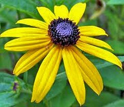 Black Eyed Susan 1,000 Seeds Organic, Beautiful Vivid Bright Colorful Flowers - £16.74 GBP