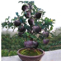 Black Diamond Apple Tree Plants Dwarf Apple Seed Rare Perennial Fruit Pl... - $6.00