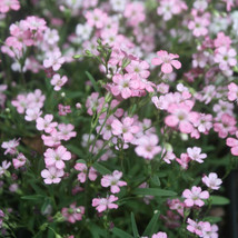 300 Seeds Baby&#39;s Breath Pink Baby Annual Flower Heirloom Seeds Sprout Quickly Be - £6.60 GBP