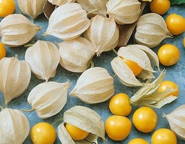 GROUND CHERRY AUNT MOLLY’S, 50 SEEDS R - £13.02 GBP