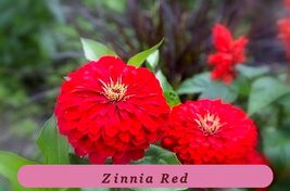 7521 zinnia red pop thumb200