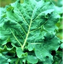 TKBONStore Premier Kale Early Hanover Seeds 190 Seeds Non-Gmo - $7.39