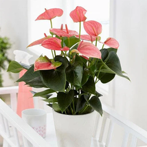 Anthurium Seeds - Light Pink Flowers Seeds 300 Seeds - £23.58 GBP
