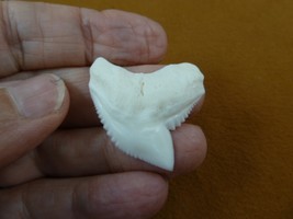 S6-206) Big 1-7/16&quot; White TIGER SHARK T**th made to order pendant sharks... - $106.99