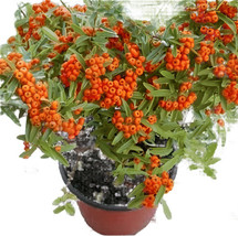 Pyracantha Koidzumii Santa Cruz 5Gallon Plant Orange Red Firethorn Plant - $86.51