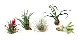 5 Pack Assorted Live Tillandsia Air Plants - Low Maintenance - Exotic Variety, B - £16.92 GBP