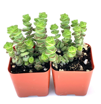 2 Pack in 2&quot; Pots Baby Necklace Succulents Crassula Marnieriana x Perfor... - $38.99