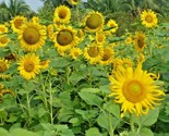 200 Seeds Peredovik Black Oil Sunflower Seeds Wildflower Game Birds Wild... - £7.18 GBP