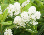 Sale 20 Seeds White New Jersey Tea Hummingbird Flower Ceanothus American... - $9.90